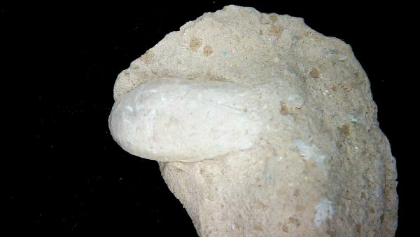 Genuine Oligocene Turtle Egg in Matrix From Wyoming For Sale #10a