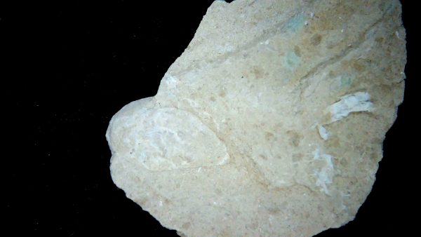 Genuine Oligocene Turtle Egg in Matrix From Wyoming For Sale #10b