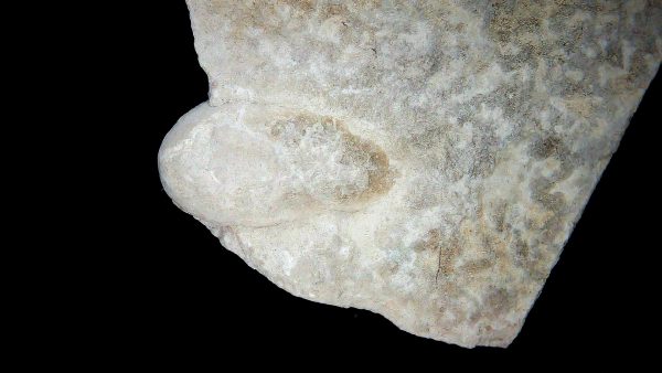 Genuine Oligocene Turtle Egg in Matrix From Wyoming For Sale #12a