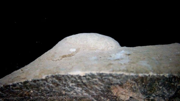 Genuine Oligocene Turtle Egg in Matrix From Wyoming For Sale #13a