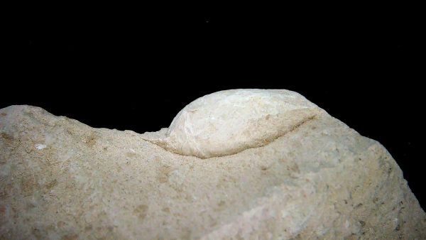 Genuine Oligocene Turtle Egg in Matrix From Wyoming For Sale #13b