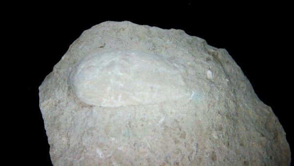 Genuine Oligocene Turtle Egg in Matrix From Wyoming For Sale #7a