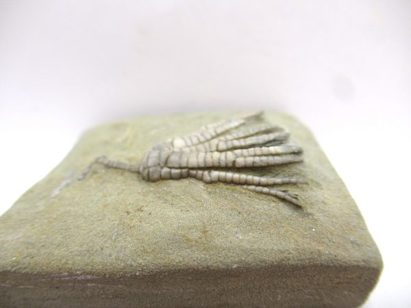 Crawfordsville Crinoid - Indiana #140 - Image 2