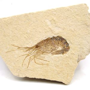 Lebanon Cretaceous Age Carpopenaeus Shrimp For Sale #91