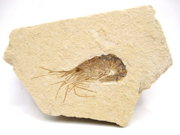 Lebanon Cretaceous Age Carpopenaeus Shrimp For Sale #91