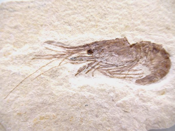 Lebanon Cretaceous Age Carpopenaeus Shrimp For Sale #96a