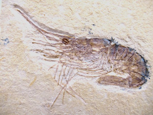 Lebanon Cretaceous Age Carpopenaeus Shrimp For Sale #97a