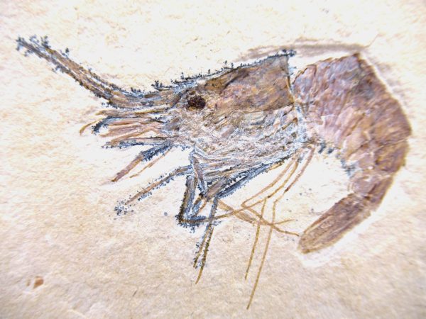 Lebanon Cretaceous Age Carpopenaeus Shrimp For Sale #98a