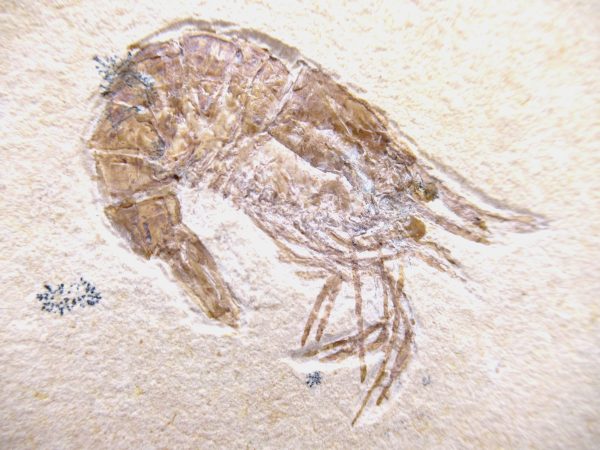 Lebanon Cretaceous Age Carpopenaeus Shrimp For Sale #99a