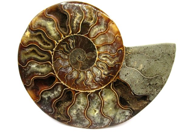 General Cretaceous Age Cleoniceras Ammonite Half Fossil From Madagascar For Sale #1