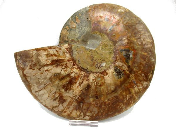 General Cretaceous Age Cleoniceras XXL Ammonite Fossil From Madagascar For Sale #1a