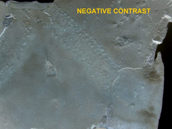 Genuine Silurian Age Trilobite Trackway Fossils for Sale from New York #41f