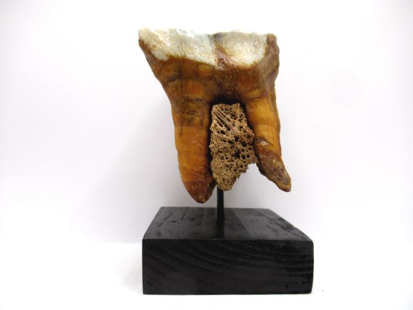 Genuine Pleistocene Age Woolly Rhinoceros Tooth Fossils for Sale from Russia #11a