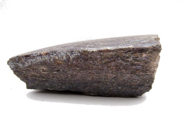 Jurassic Dinosaur Bone - Polished #112 - Image 3