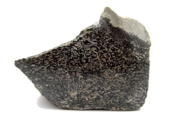 Jurassic Dinosaur Bone - Polished #118