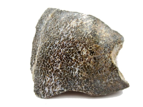 Jurassic Dinosaur Bone - Polished #124