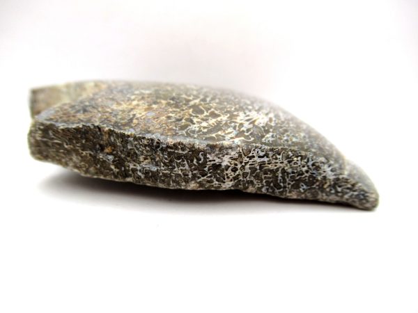 Jurassic Dinosaur Bone - Polished #124 - Image 3