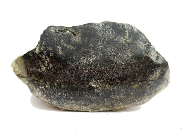 Jurassic Dinosaur Bone - Polished #128