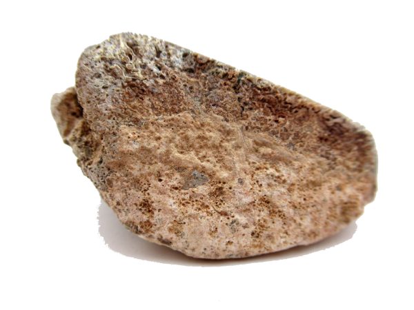 Jurassic Dinosaur Bone - Polished #130 - Image 3