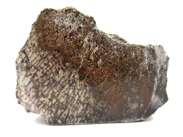 Jurassic Dinosaur Bone - Polished #131