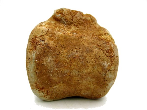 Genuine Miocene Extinct Whale Vertebrae For Sale From California #1a