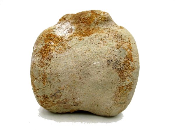 Genuine Miocene Extinct Whale Vertebrae For Sale From California #1c