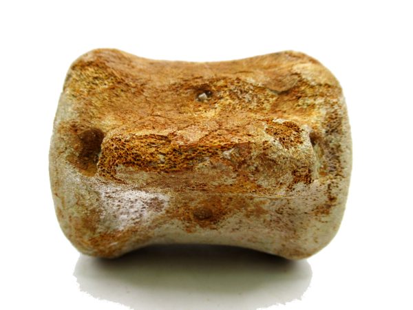 Genuine Miocene Extinct Whale Vertebrae For Sale From California #1d