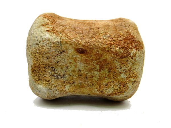 Genuine Miocene Extinct Whale Vertebrae For Sale From California #1e