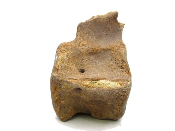 Genuine Miocene Extinct Whale Vertebrae For Sale From California #2a