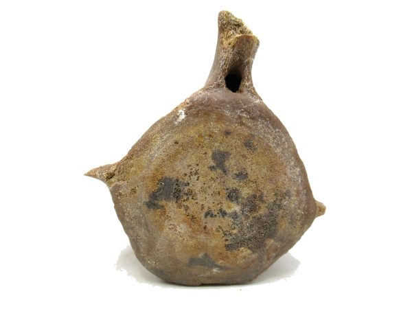 Genuine Miocene Extinct Whale Vertebrae For Sale From California #2b