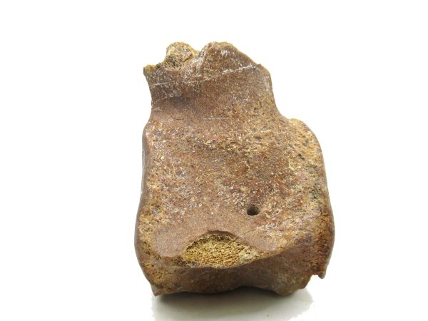 Genuine Miocene Extinct Whale Vertebrae For Sale From California #2c