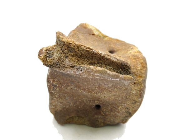 Genuine Miocene Extinct Whale Vertebrae For Sale From California #2d