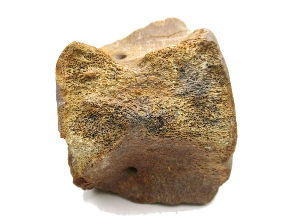 Genuine Miocene Extinct Whale Vertebrae For Sale From California #2e