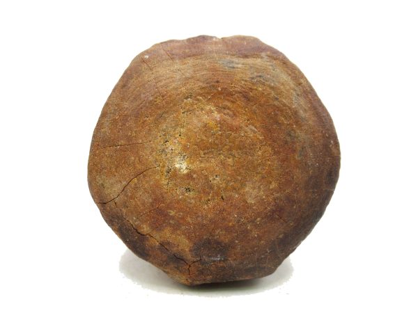 Genuine Miocene Extinct Whale Vertebrae For Sale From California #3b