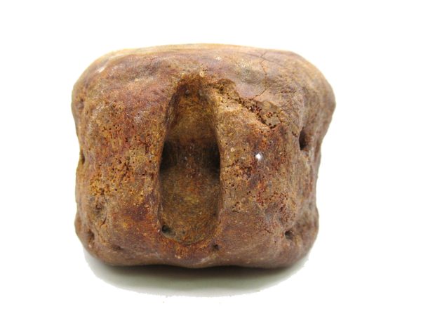 Genuine Miocene Extinct Whale Vertebrae For Sale From California #3d