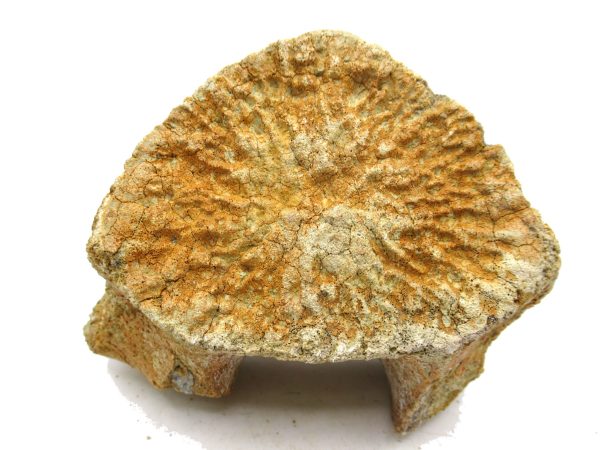 Genuine Miocene Extinct Whale Vertebrae For Sale From California #4b