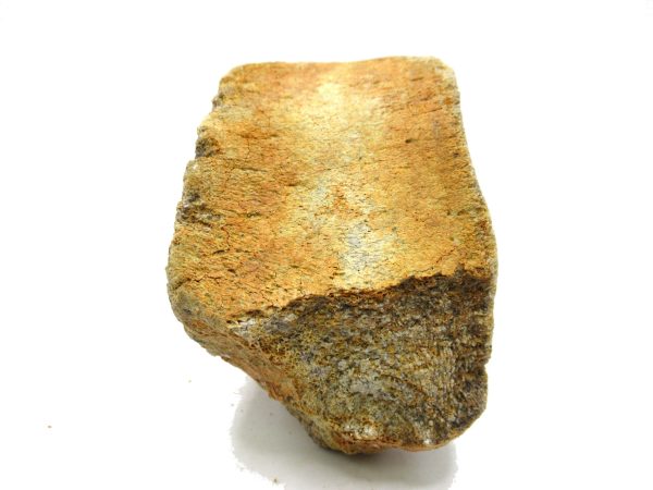 Genuine Miocene Extinct Whale Vertebrae For Sale From California #4c