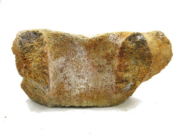 Genuine Miocene Extinct Whale Vertebrae For Sale From California #4d