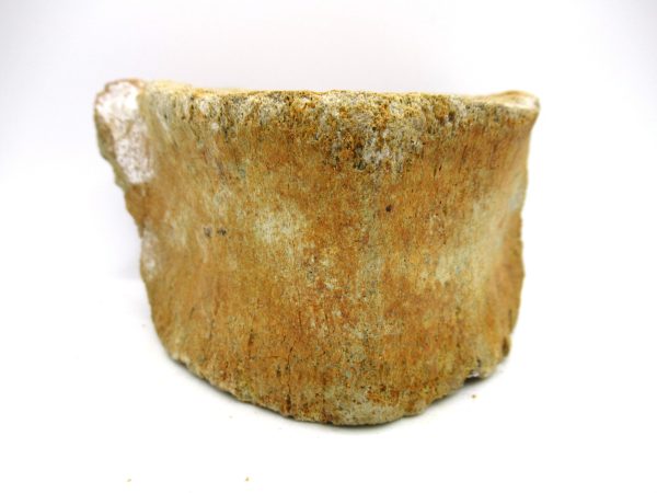 Genuine Miocene Extinct Whale Vertebrae For Sale From California #4e