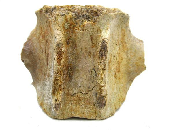 Genuine Miocene Extinct Whale Vertebrae For Sale From California #5d