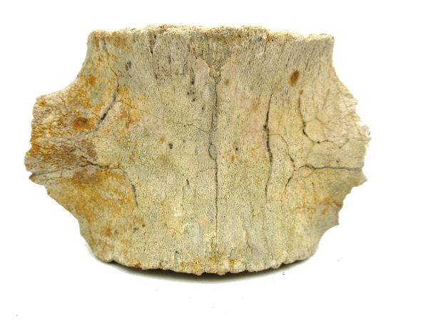 Genuine Miocene Extinct Whale Vertebrae For Sale From California #5e