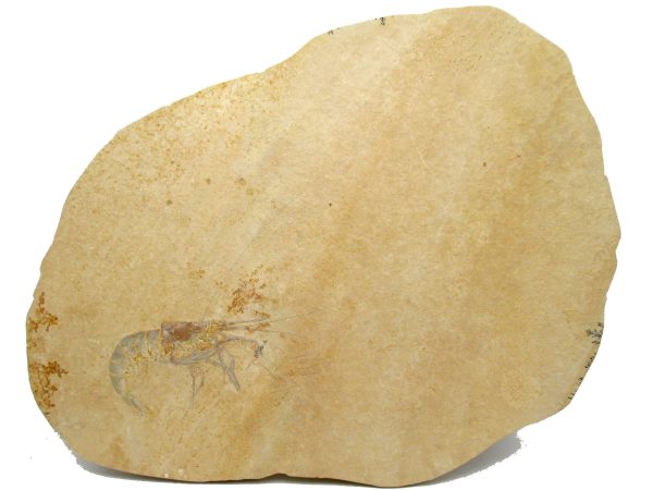 Genuine Jurassic Age Solnhofen Shrimp Fossil for Sale from Germany #80