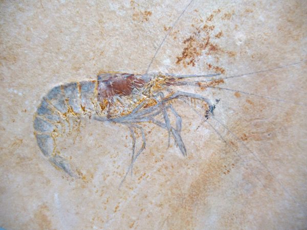 Genuine Jurassic Age Solnhofen Shrimp Fossil for Sale from Germany #80a