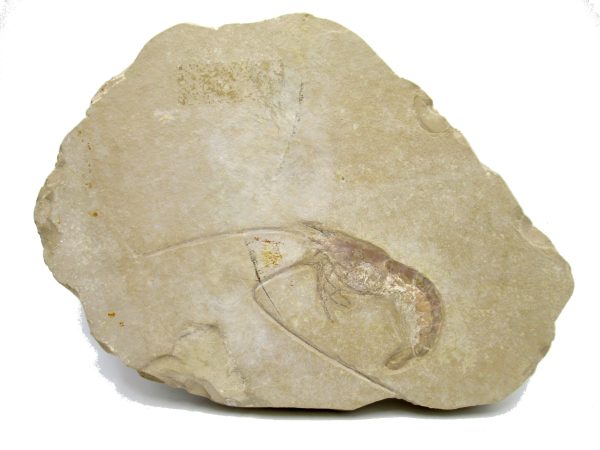 Genuine Jurassic Age Solnhofen Shrimp Fossil for Sale from Germany #81