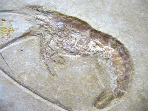 Genuine Jurassic Age Solnhofen Shrimp Fossil for Sale from Germany #81b