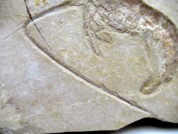 Genuine Jurassic Age Solnhofen Shrimp Fossil for Sale from Germany #81d