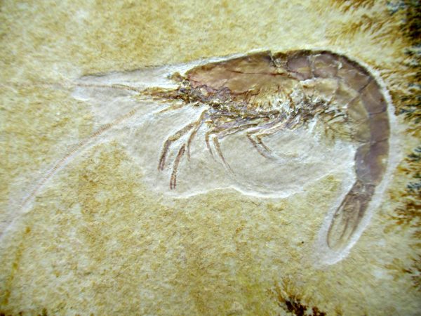 Genuine Jurassic Age Solnhofen Shrimp Fossil for Sale from Germany #83b