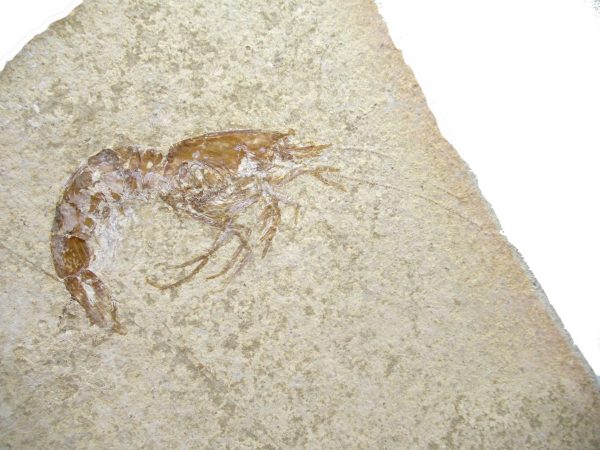 Genuine Jurassic Age Solnhofen Shrimp Fossil for Sale from Germany #84a