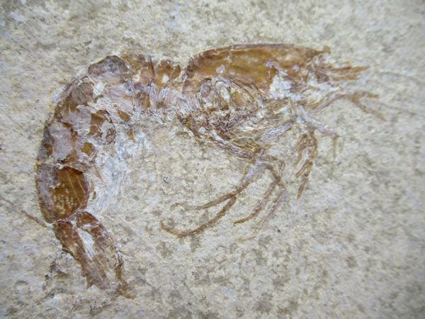 Genuine Jurassic Age Solnhofen Shrimp Fossil for Sale from Germany #84b