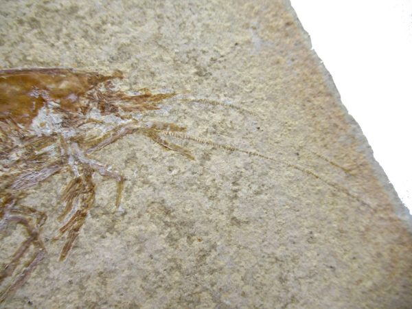 Genuine Jurassic Age Solnhofen Shrimp Fossil for Sale from Germany #84c